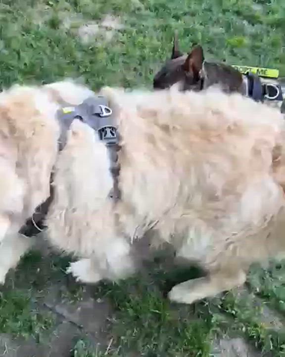 Enlarge Nipsey Russel, a Adoptable mixed breed in New York, NY video 4/4