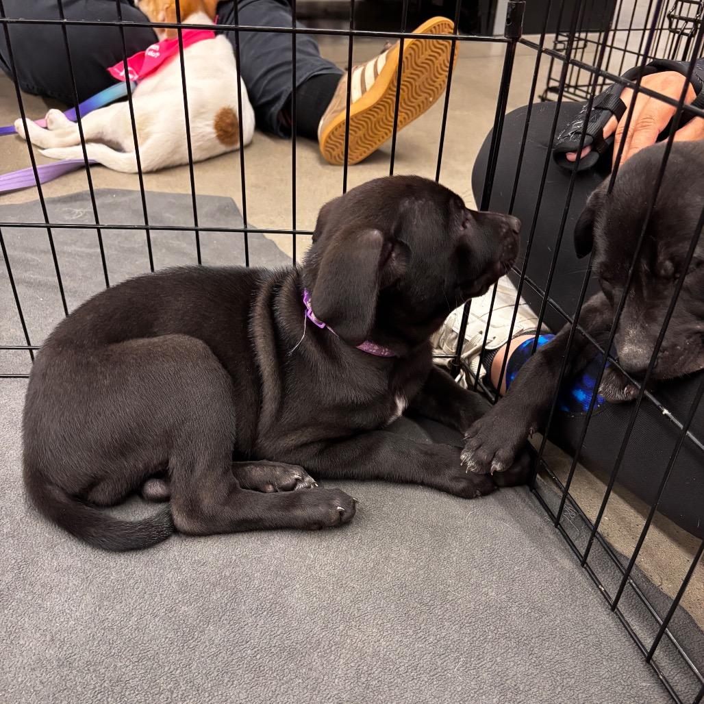 Enlarge Aluma, a Adoptable mixed breed in Brainerd, MN image 1/6