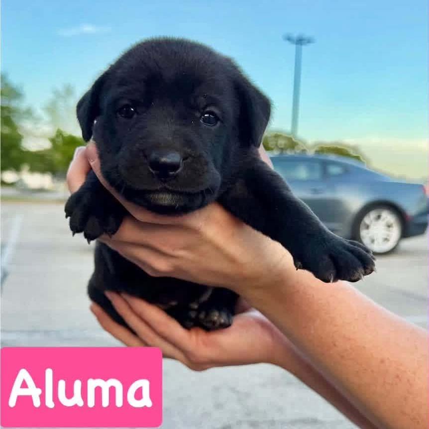 Aluma, Adoptable, Puppy Female Border Collie & Mixed Breed.