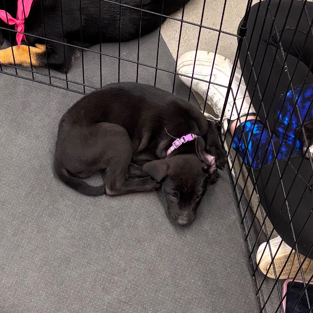 Enlarge Aluma, a Adoptable mixed breed in Brainerd, MN image 3/6