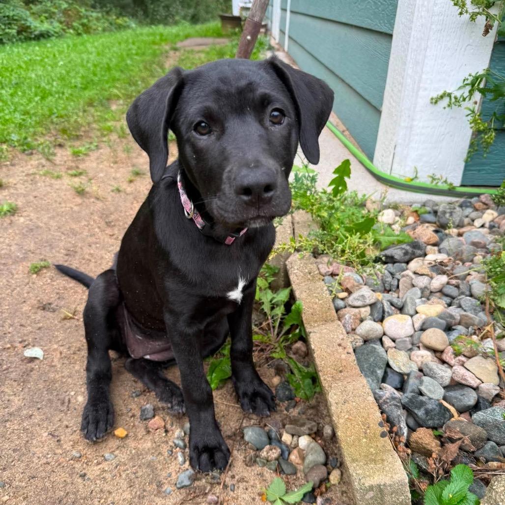Enlarge Aluma, a Adoptable mixed breed in Brainerd, MN image 4/6