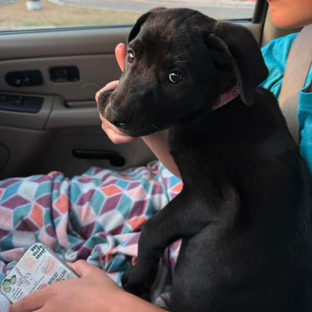 Enlarge Aluma, a Adoptable mixed breed in Brainerd, MN image 5/6