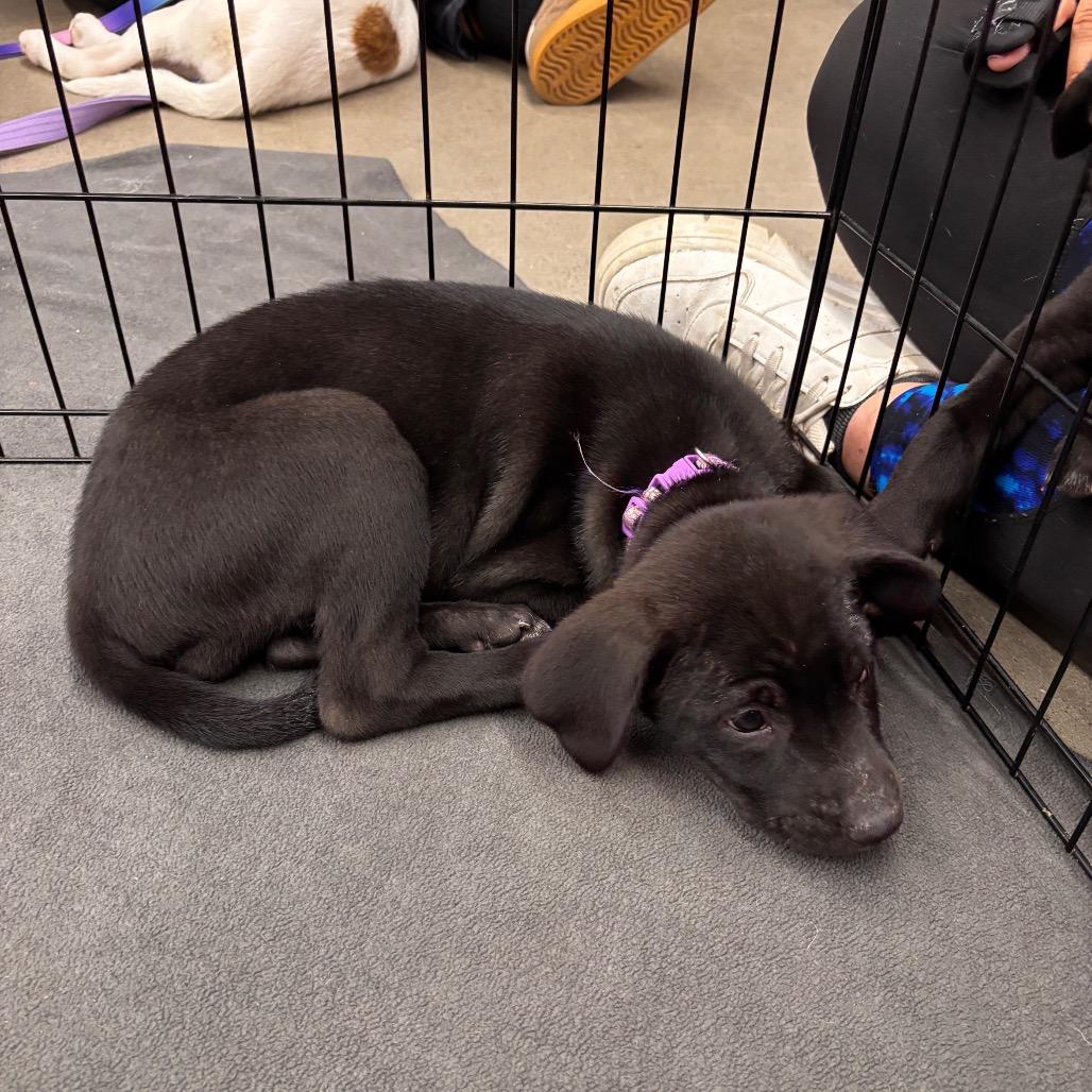 Enlarge Aluma, a Adoptable mixed breed in Brainerd, MN image 6/6