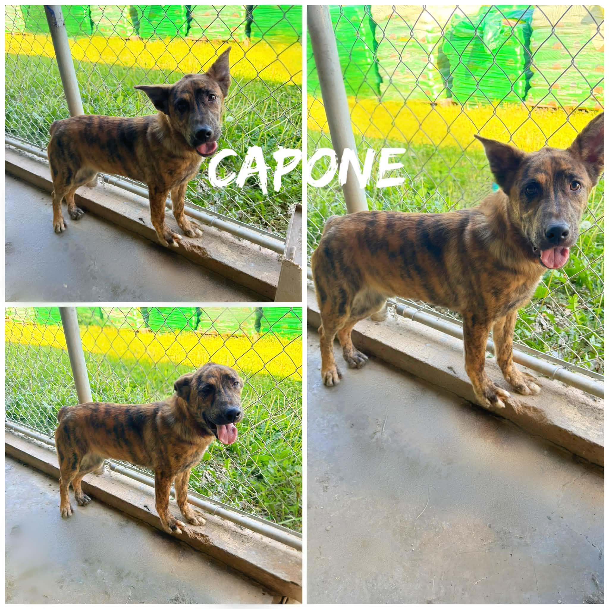 Capone!, ADOPTABLE, Young Male Shepherd & Yellow Labrador Retriever.