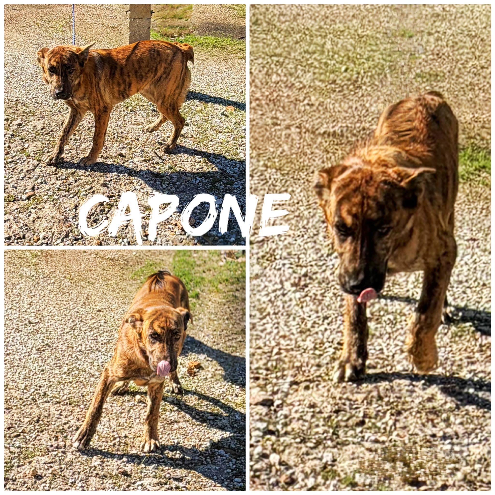 Enlarge Capone!, a ADOPTABLE mixed breed in Saint James, MO image 2/2