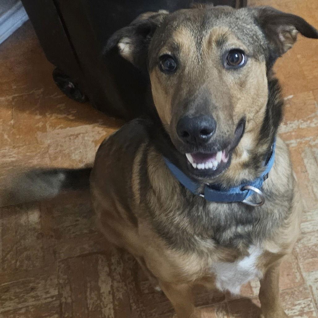 Buster, a Adoptable German Shepherd Dog in Dallas, TX image 1/3