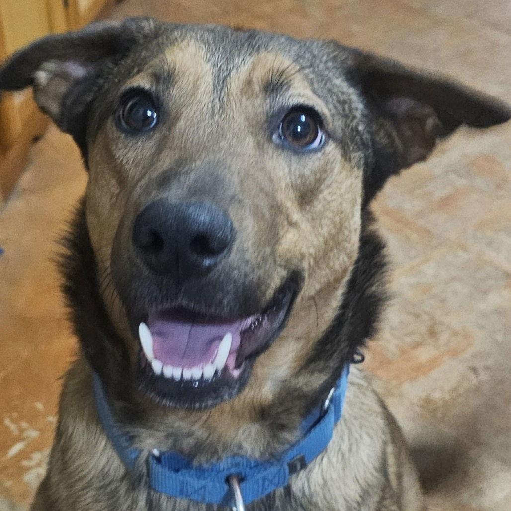 Buster, a Adoptable German Shepherd Dog in Dallas, TX image 2/3