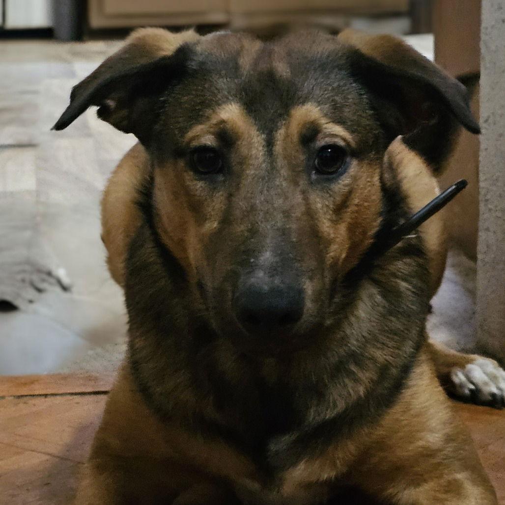 Buster, a Adoptable German Shepherd Dog in Dallas, TX image 3/3