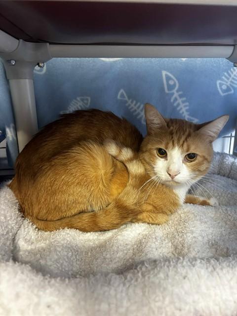 PINASH, Adoptable, Adult Male Domestic Short Hair.