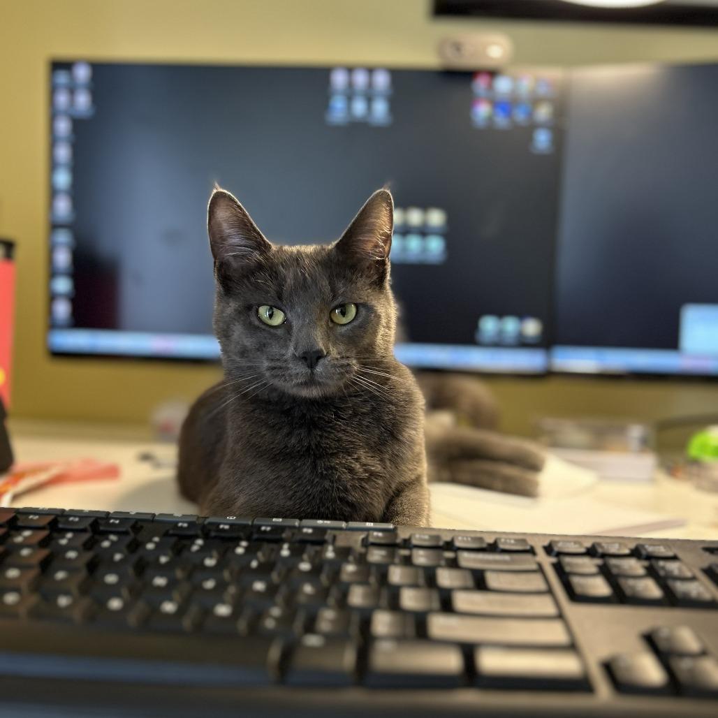 Kiki — thumbnail 4