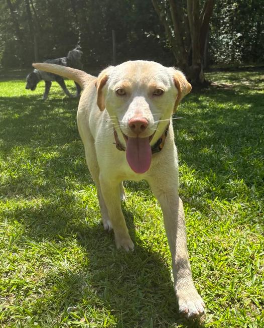 Buttercup thumbnail 2