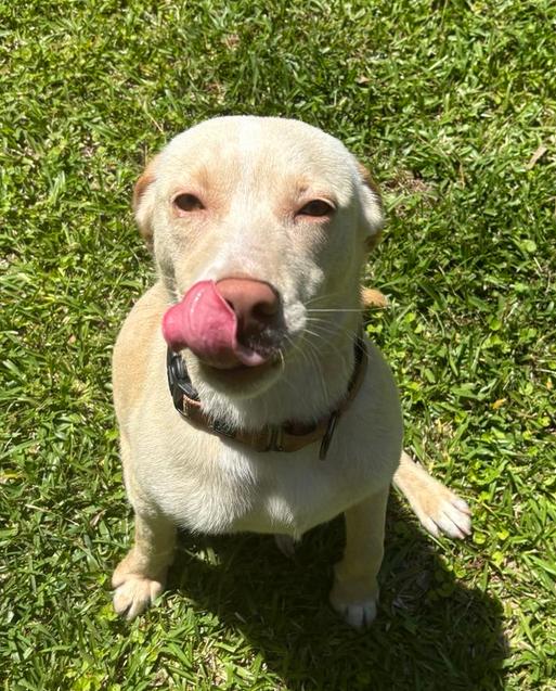 Buttercup thumbnail 3