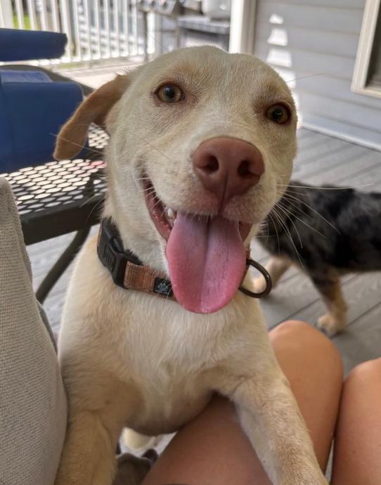 Buttercup thumbnail 5