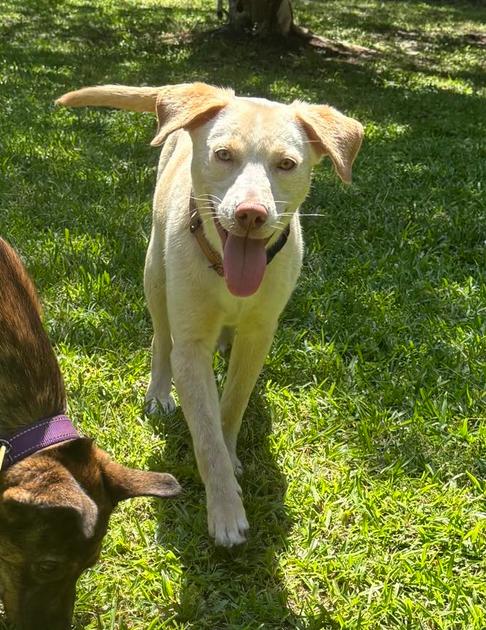 Buttercup thumbnail 6