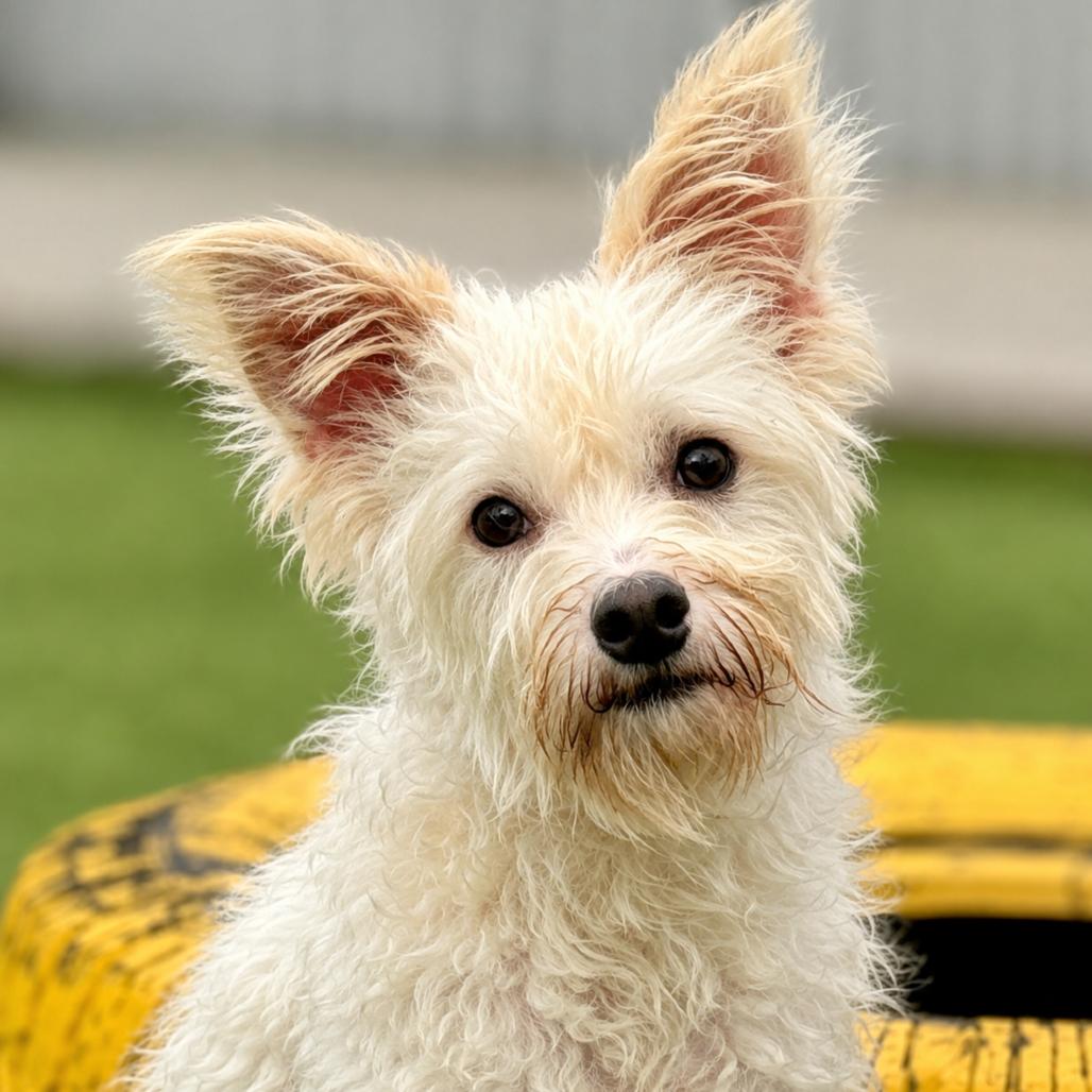 Enlarge Sinker - terrier poodle mix cutie, a Adopted mixed breed in Austin, TX image 3/5