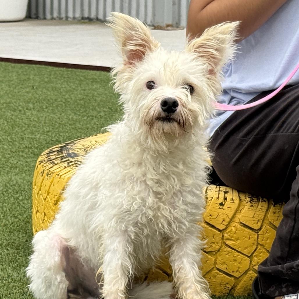 Enlarge Sinker - terrier poodle mix cutie, a Adopted mixed breed in Austin, TX image 1/5