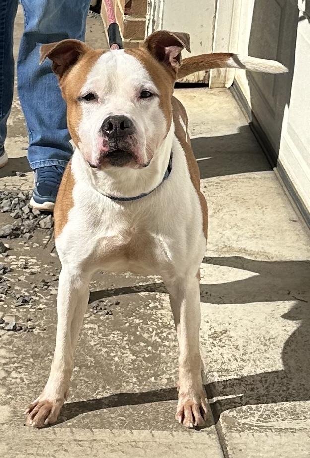 Goose, Adoptable, Adult Male Terrier.