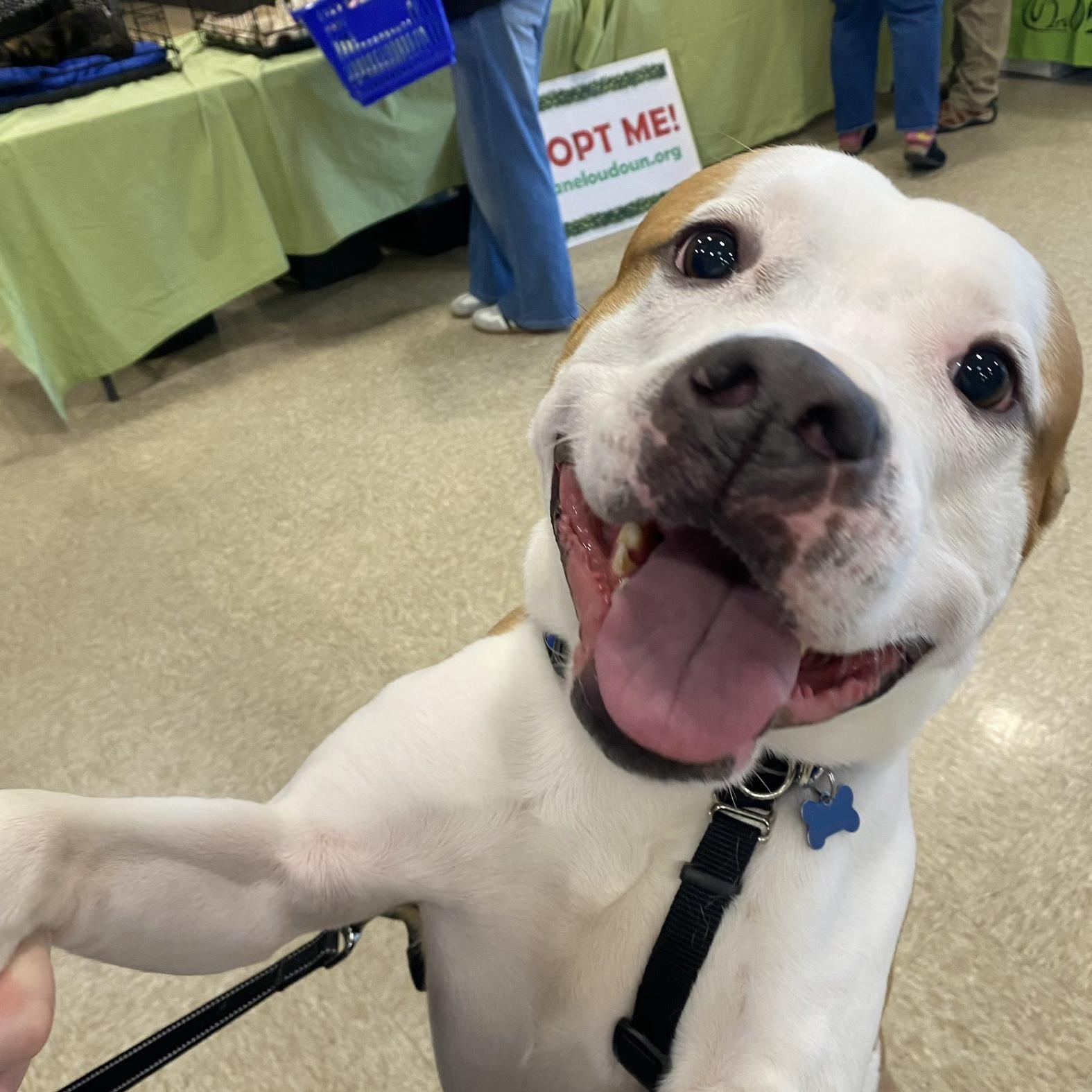 Enlarge Goose, a Adoptable mixed breed in Leesburg, VA image 1/6