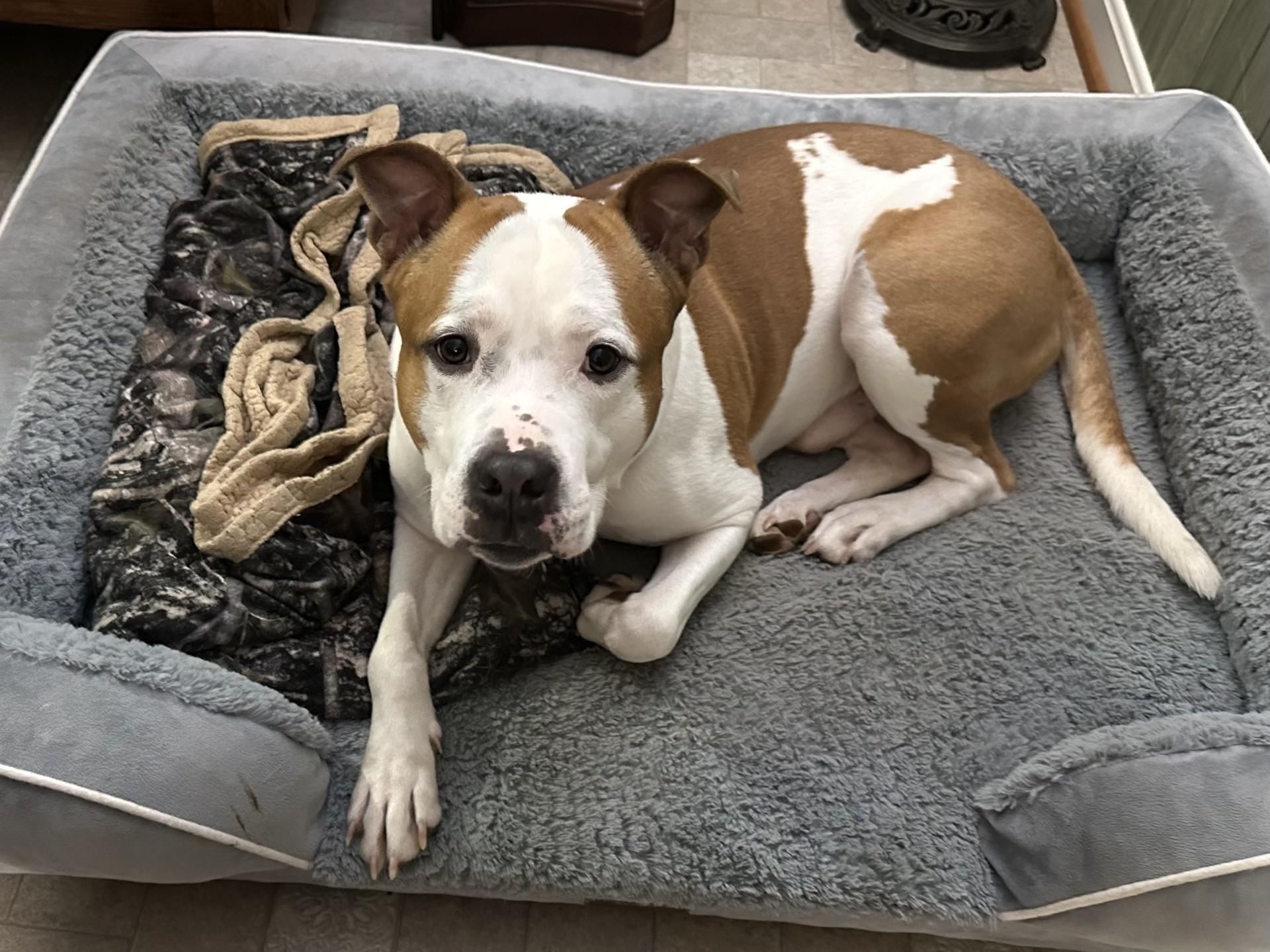 Enlarge Goose, a Adoptable mixed breed in Leesburg, VA image 5/6