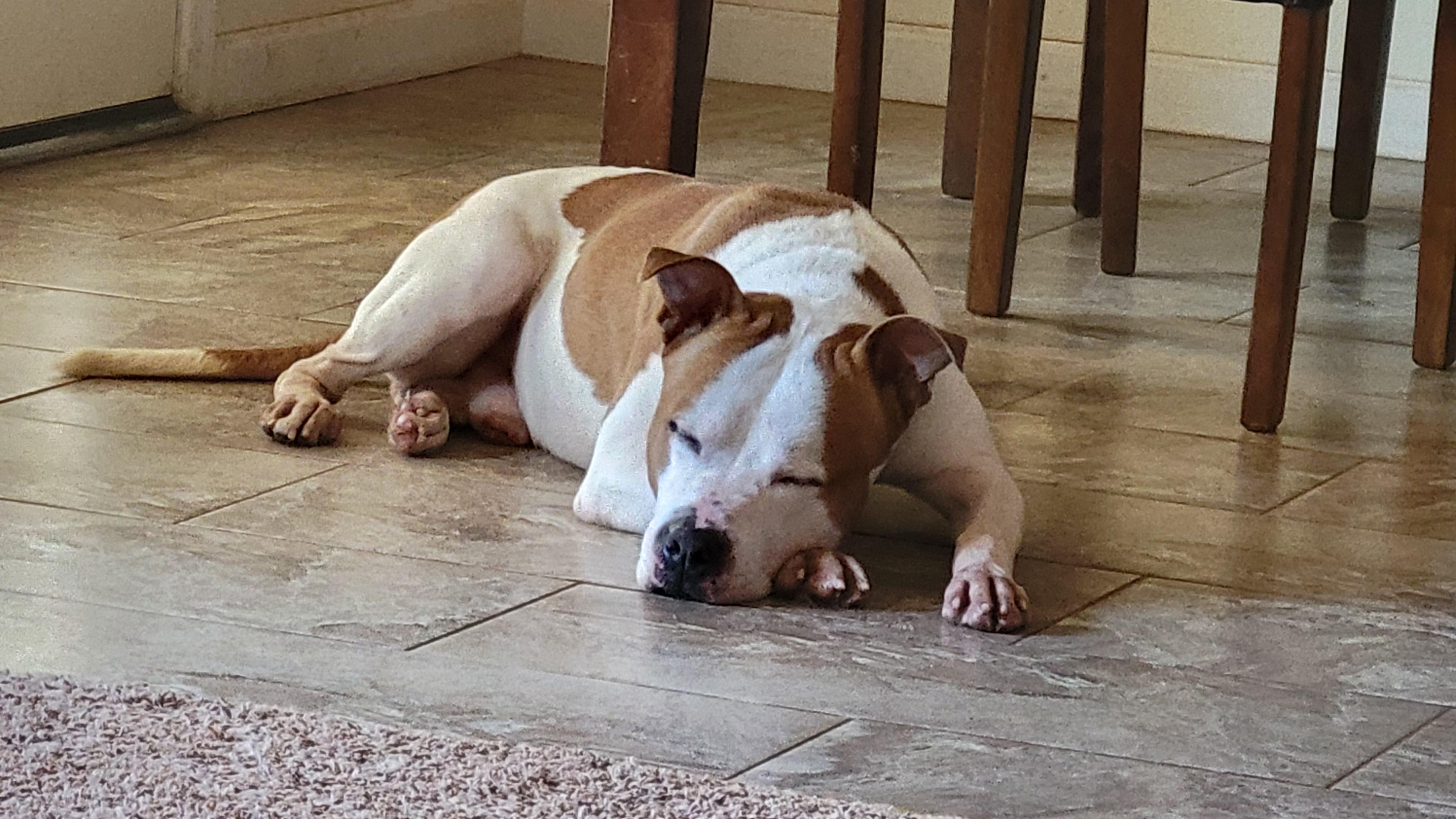 Goose, Adoptable, Adult Male Terrier.