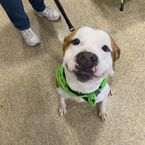 Enlarge Goose, a Adoptable mixed breed in Leesburg, VA image 2/6