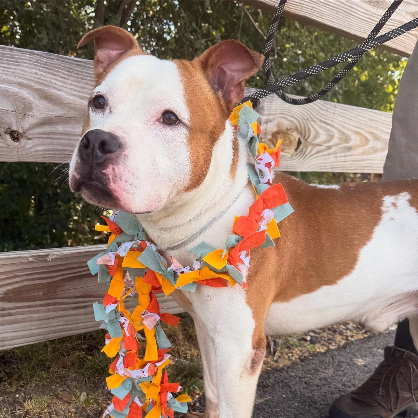 Enlarge Goose, a Adoptable mixed breed in Leesburg, VA image 3/3