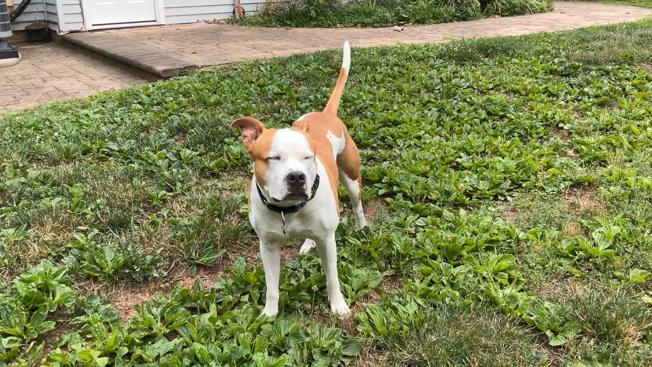 Enlarge Goose, an adopted mixed breed in Leesburg, VA video 6/6