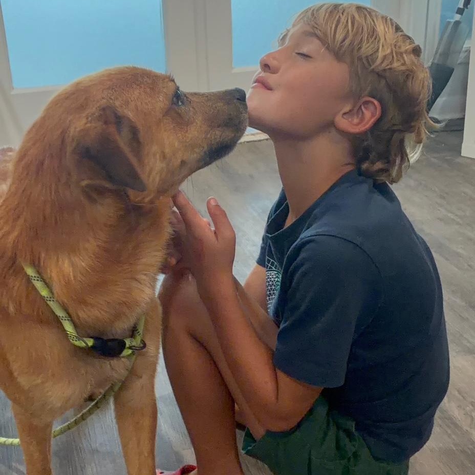 Enlarge Loving Kind Morgan, mini retriever mix, Good w/kids, Cuddles, & Loyal, Great size 45 lbs., a Adoptable mixed breed in Fayetteville, NC image 5/5