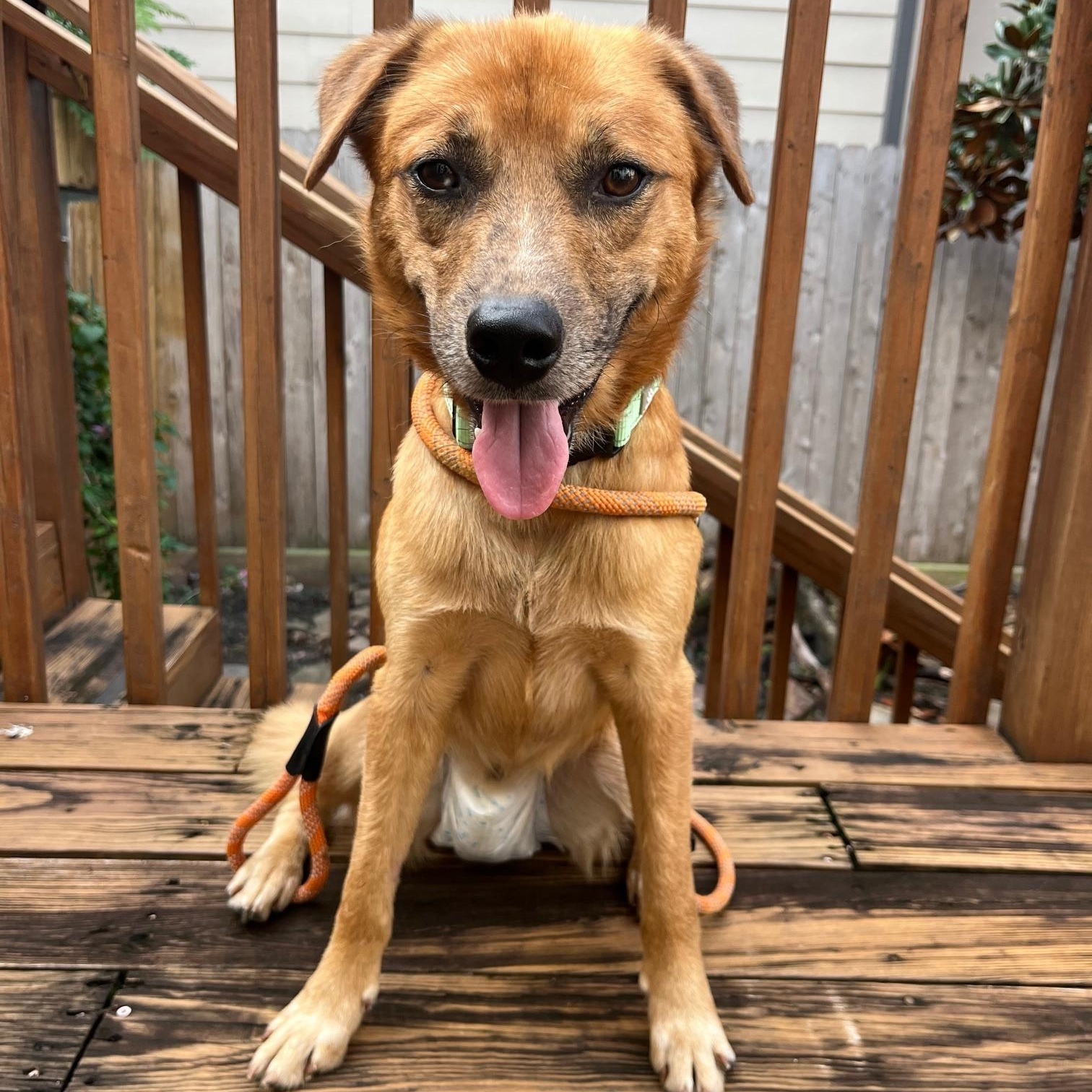 Enlarge Loving Kind Morgan, mini retriever mix, Good w/kids, Cuddles, & Loyal, Great size 45 lbs., a Adoptable mixed breed in Fayetteville, NC image 3/5