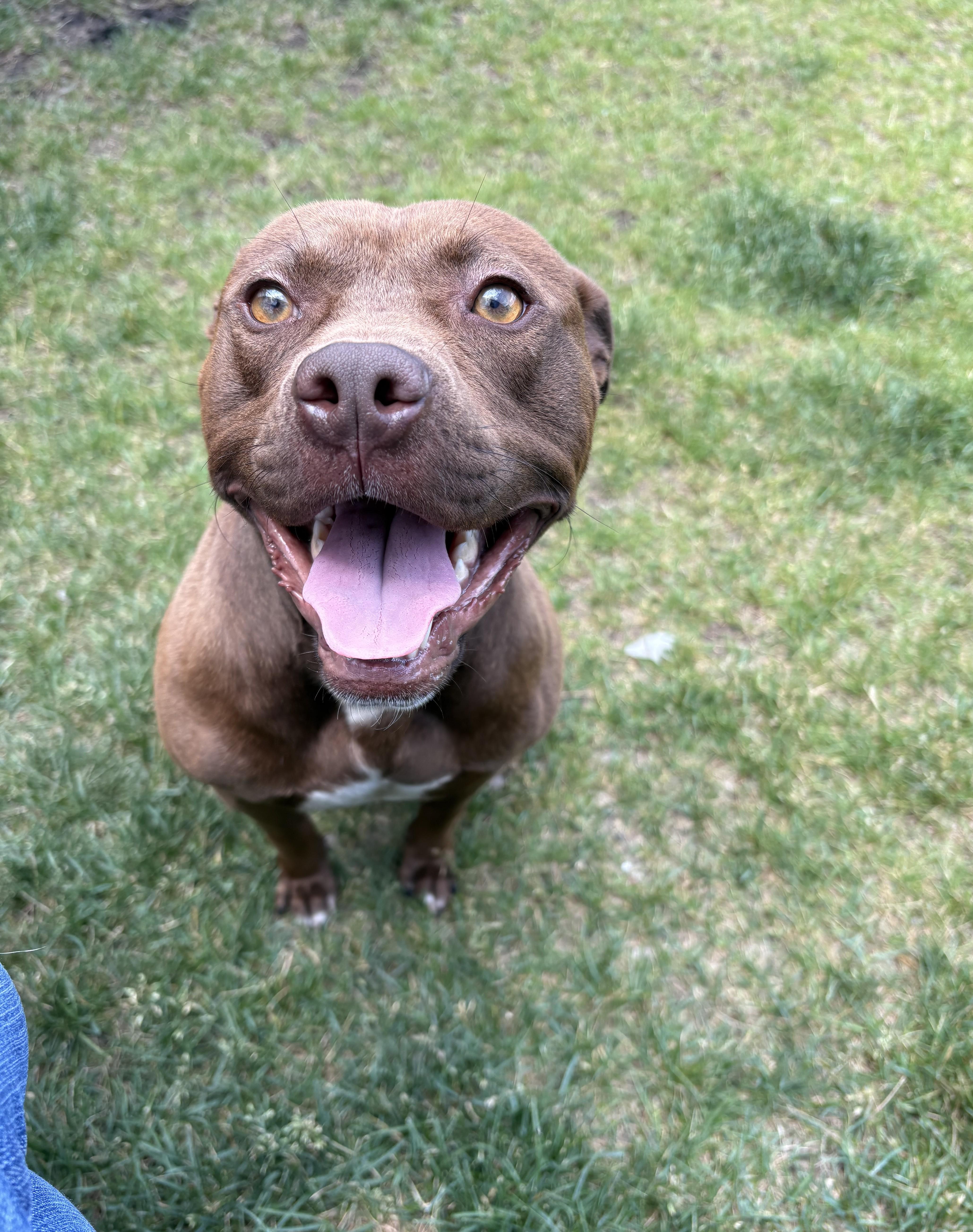 Enlarge Danny, a ADOPTABLE mixed breed in Kankakee, IL image 1/1