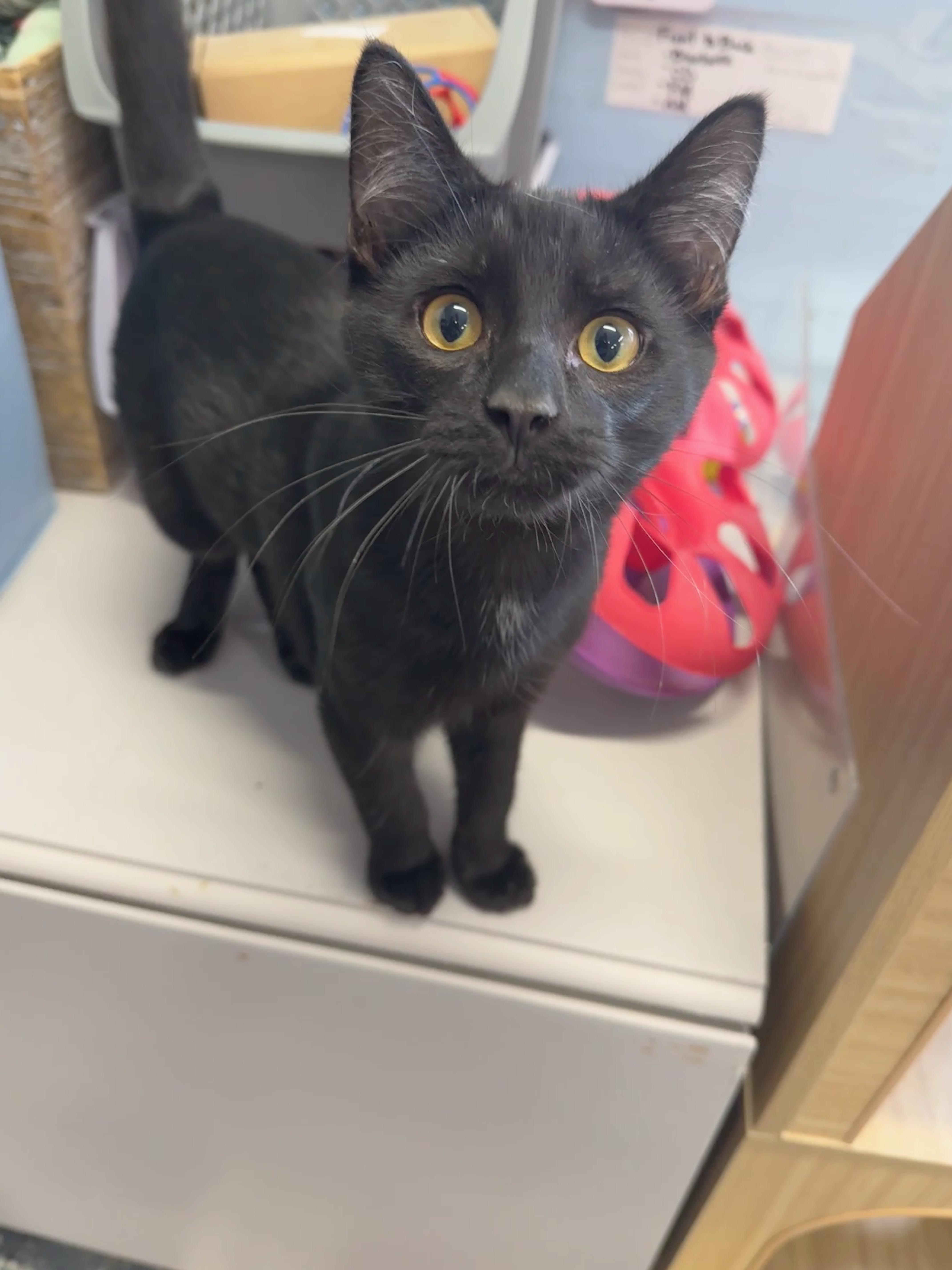 Enlarge Pepper, an adoptable Domestic Short Hair in Wayland, MI image 1/1