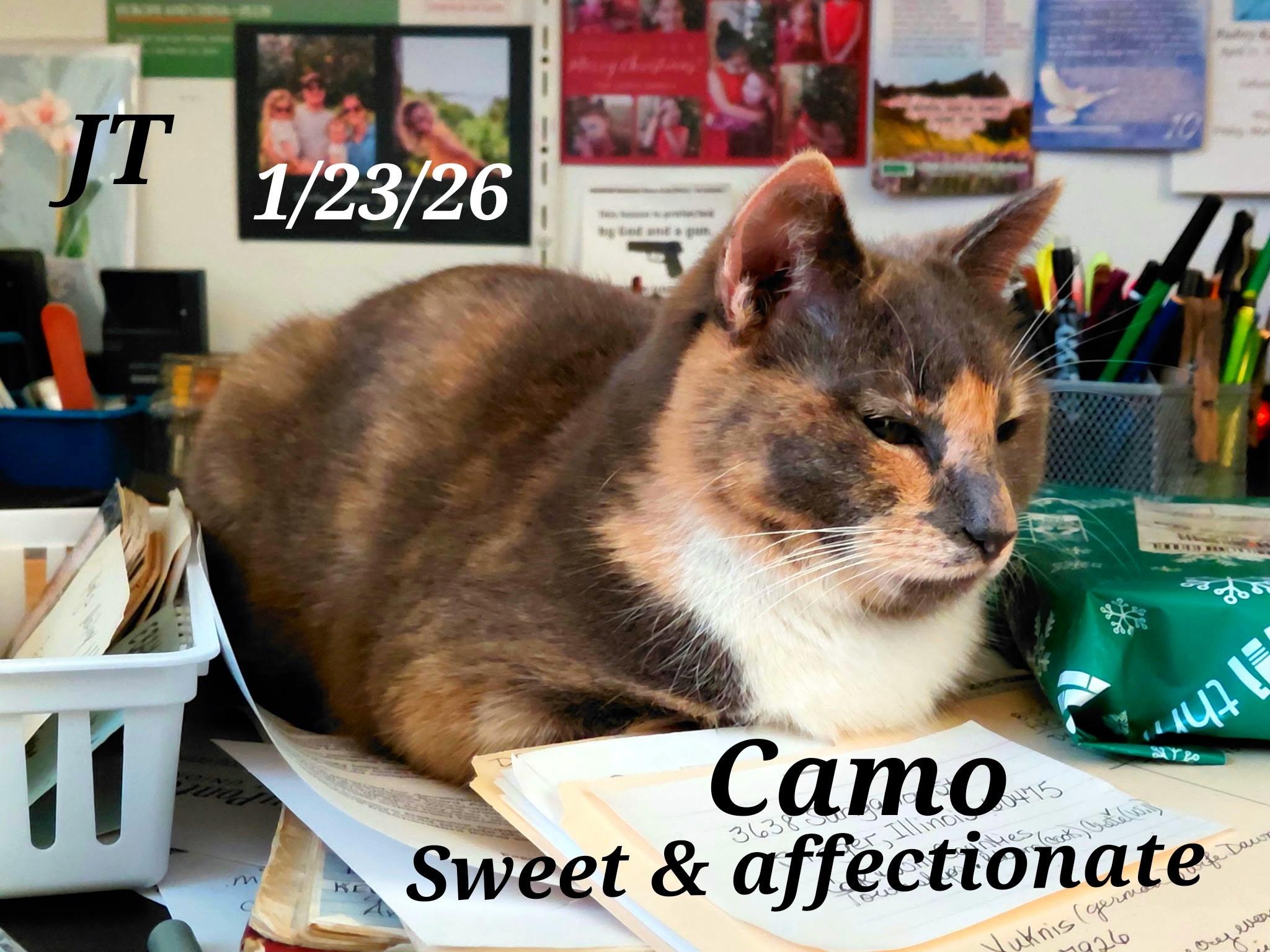 Enlarge Camo, a ADOPTABLE Calico in Staunton, VA image 1/2