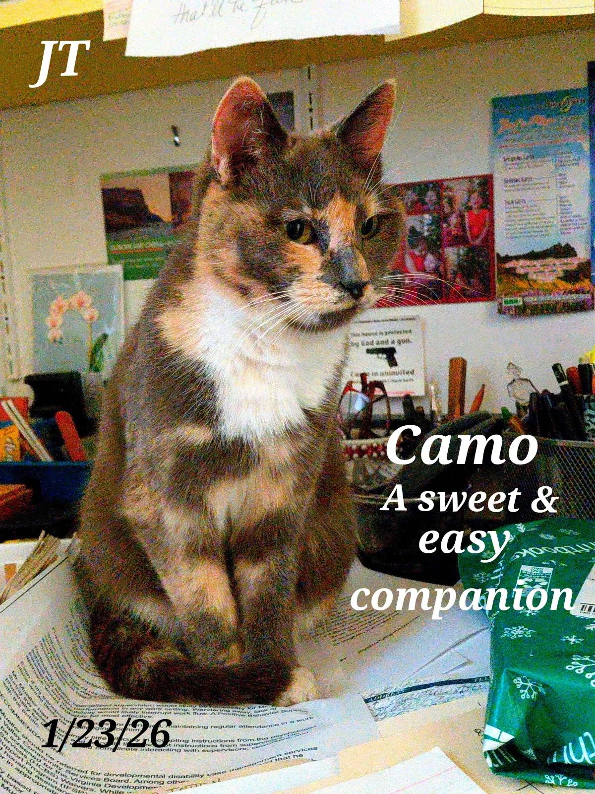 Enlarge Camo, a ADOPTABLE Calico in Staunton, VA image 2/2