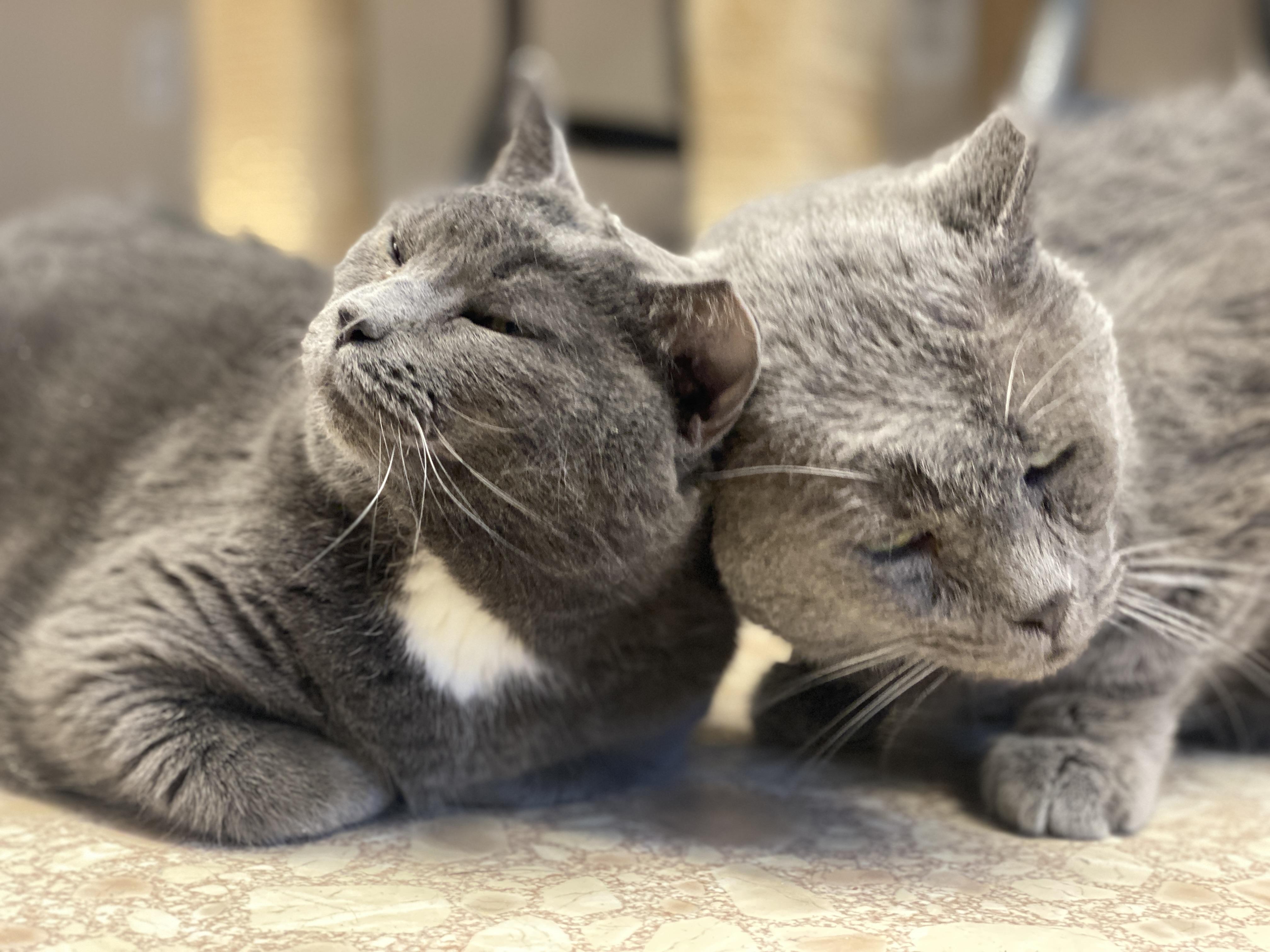 Big Mama, a Adoptable Domestic Short Hair in Plainville, MA image 2/6