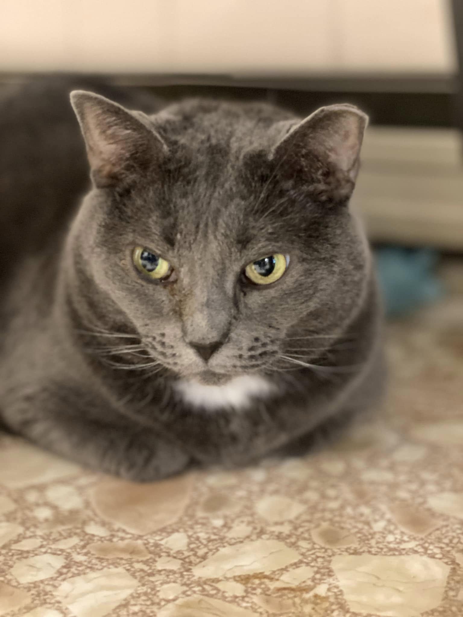 Big Mama, a Adoptable Domestic Short Hair in Plainville, MA image 3/6