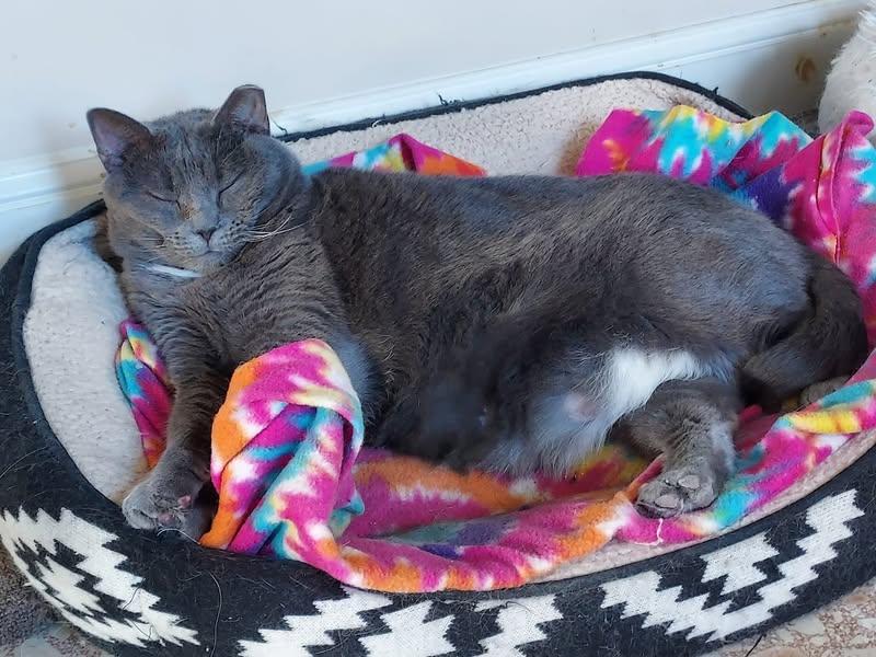 Big Mama, a Adoptable Domestic Short Hair in Plainville, MA image 4/6