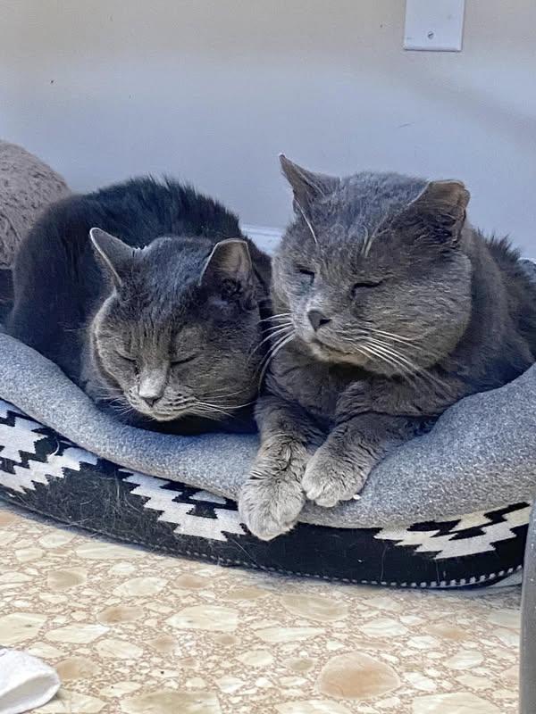 Big Mama, a Adoptable Domestic Short Hair in Plainville, MA image 5/6