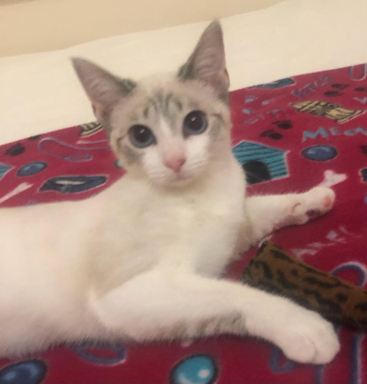 Henry & Roxanne, Adopted, Young Male Siamese & American Shorthair.