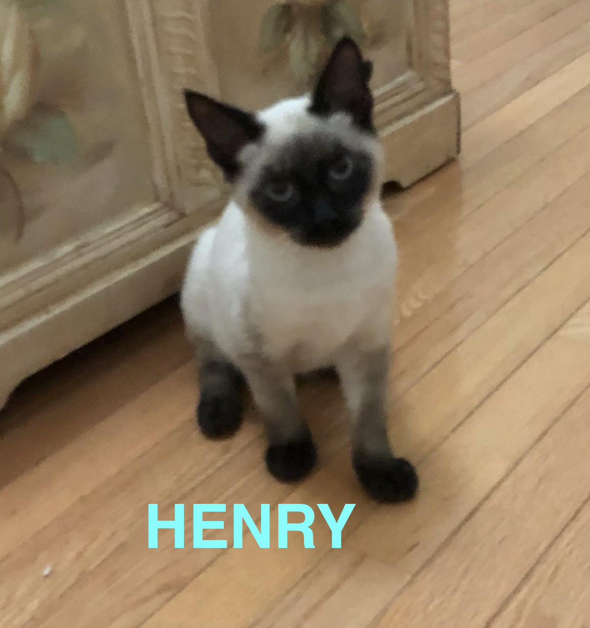 Henry & Roxanne, a Adopted mixed breed in Mount Pleasant, SC image 2/5