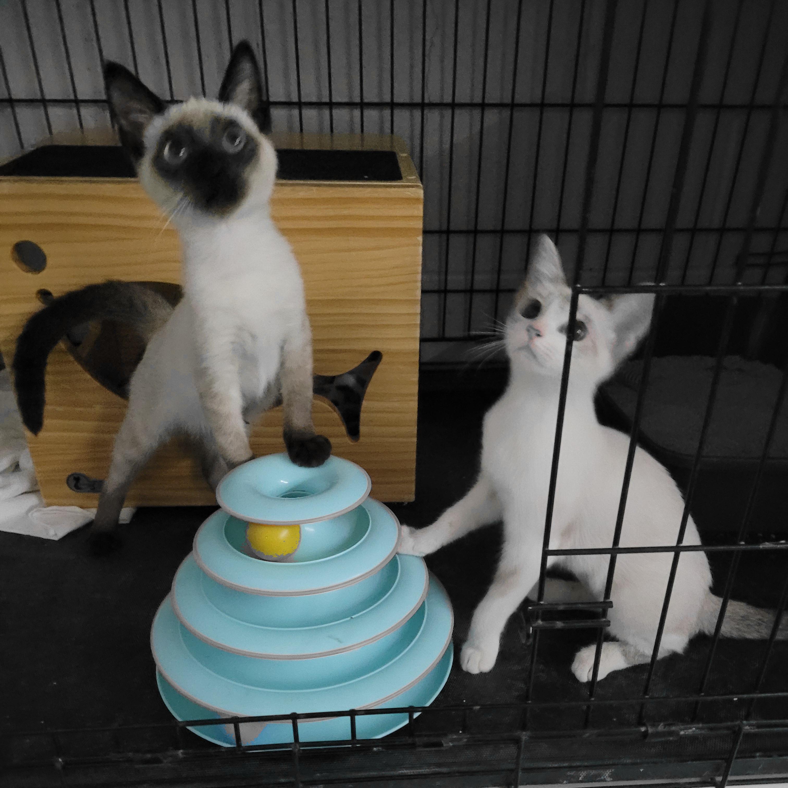 Henry & Roxanne, a Adopted mixed breed in Mount Pleasant, SC image 3/5