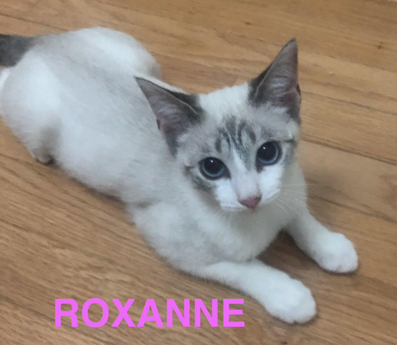 Henry & Roxanne, a Adopted mixed breed in Mount Pleasant, SC image 4/5