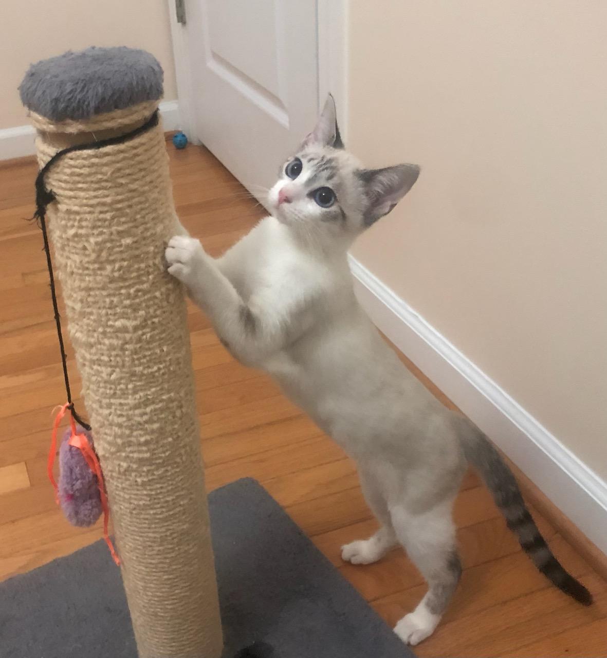 Henry & Roxanne, a Adopted mixed breed in Mount Pleasant, SC image 5/5