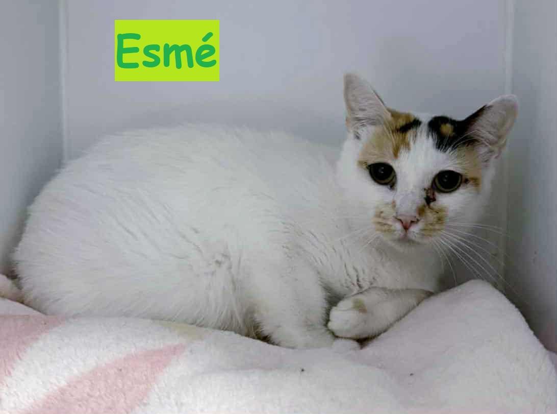 Enlarge Esmé, a Adoptable Calico in Candiac, QC image 1/5