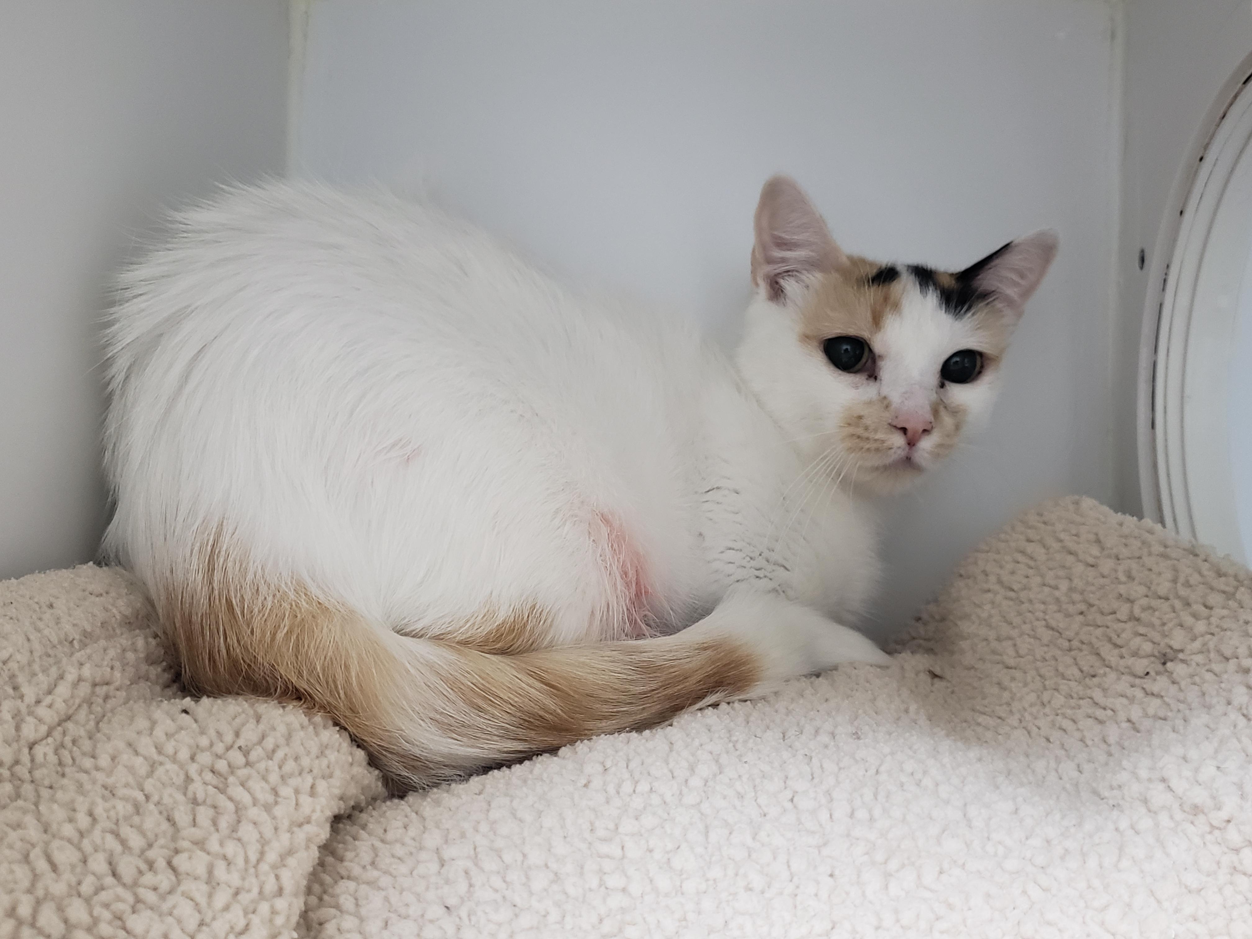 Enlarge Esmé, a Adoptable Calico in Candiac, QC image 3/5