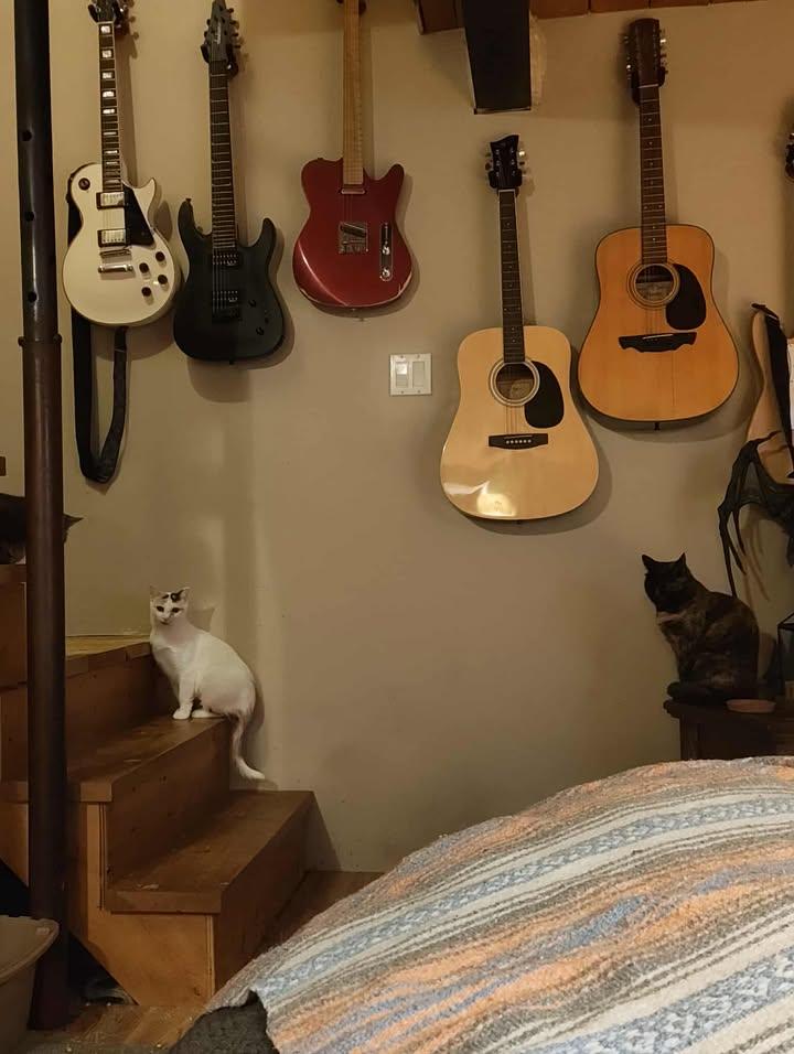 Enlarge Esmé, a Adoptable Calico in Candiac, QC image 4/5