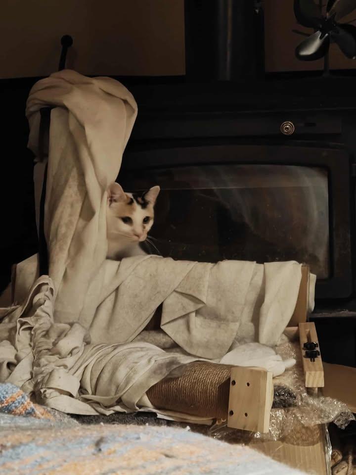 Enlarge Esmé, a Adoptable Calico in Candiac, QC image 5/5