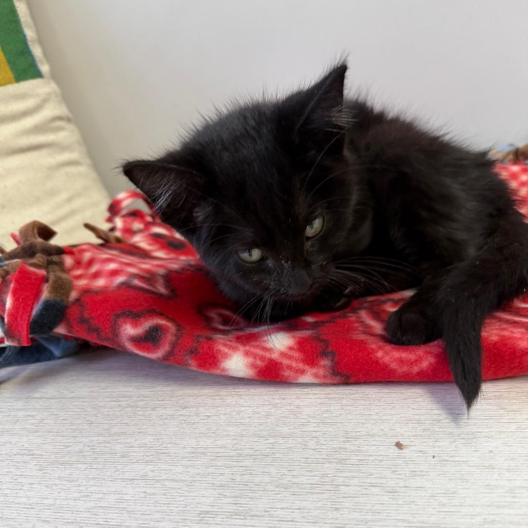 Cole, Adoptable, Kitten Male Domestic Short Hair.