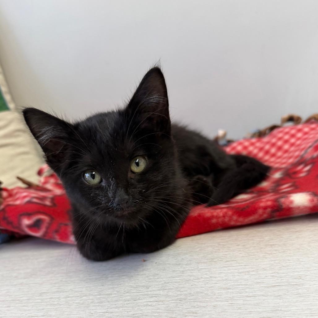 Enlarge Cole, a Adoptable Domestic Short Hair in Long Beach, CA image 2/3