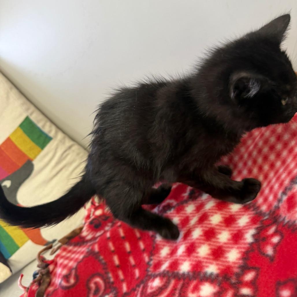 Enlarge Cole, a Adoptable Domestic Short Hair in Long Beach, CA image 3/3