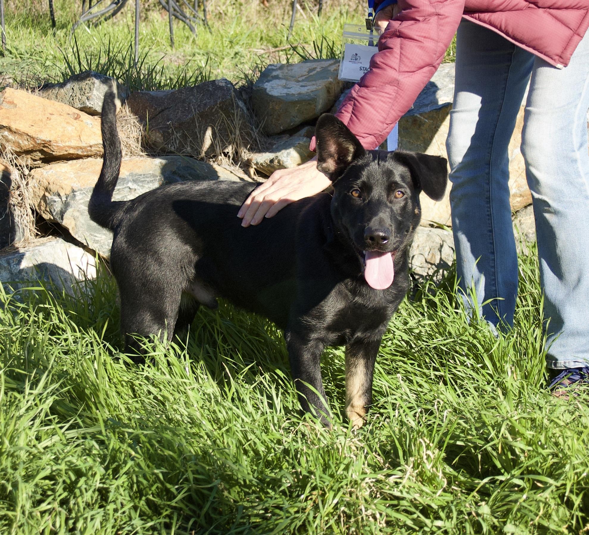 Stimpy, Adoptable, Young Male Shepherd.